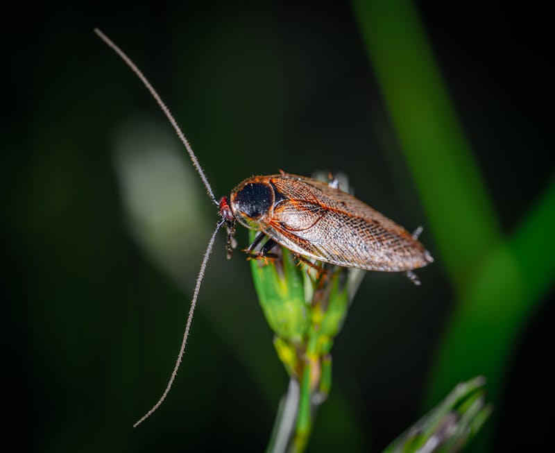 Insect pest control