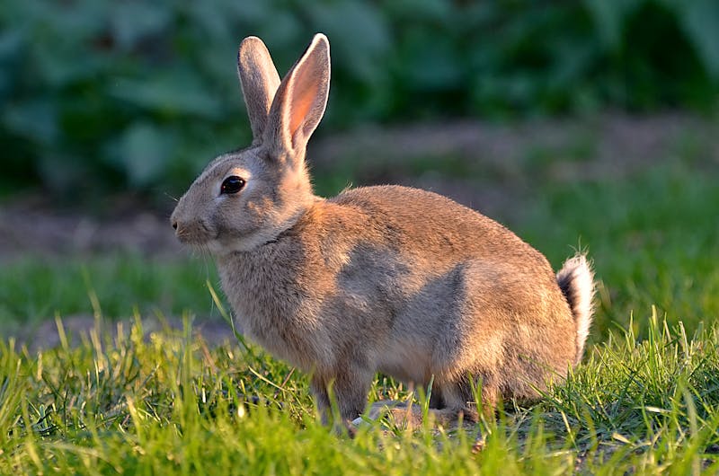 Rabbit pest control