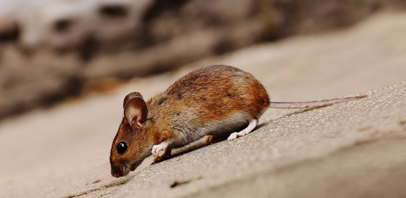 Rodent pest control